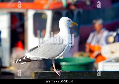 Schleswig-Holstein, Ostseeinsel Fehmarn, Burg auf Fehmarn, Deutschland, Schleswig-Holsteim. Ostseeinsel Fehmarn. Seemöwe, Burgstaaken, Fischereihafen Stock Photo