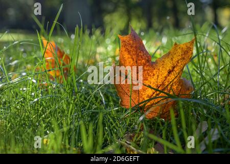 Colored autumn leaf has fallen into the green grass, seasonal nature in the garden or park, close-up shot with copy space and selected focus, narrow d Stock Photo