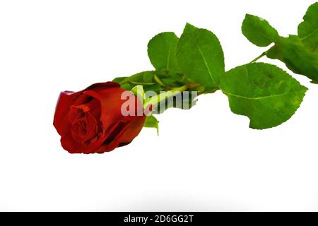 One dark red rose close up isolated on white background. Stock Photo