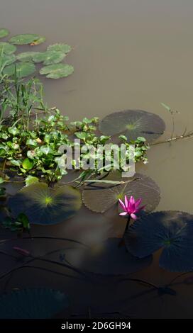 Pink water lily blooming floating among its leaves in pond, Thailand. Stock Photo