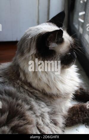 My cat named Whimble is looking out through the screen door Stock Photo