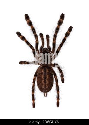 Top view of young Indian ornamental tarantula aka Poecilotheria regalis. Isolate on white background. Stock Photo