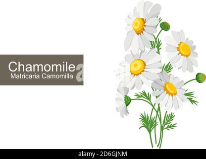 Chamomile on white background. Matricaria Chamomilla Vector illustration. Stock Vector