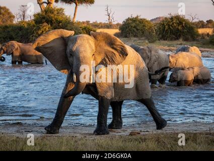 Elephant herd in water with a female mock charging in late afternoon sunlight in Savuti in Botswana Stock Photo