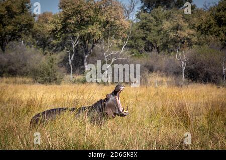 Adult hippo standing in tall grass with trees in the background yawning with its mouth open in Khwai River in Okavango Delta in Botswana Stock Photo