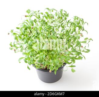 Growing micro greens coriander sprouts isolated on white background Stock Photo