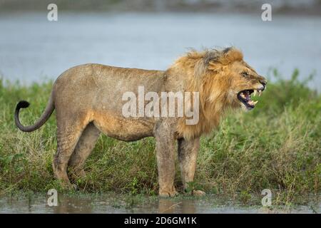 Male lion snarling showing aggression while standing in green bush near water in Ndutu in Tanzania Stock Photo