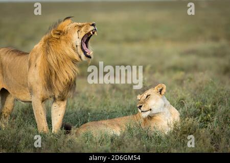 Lioness lying in green bush with a male lion standing next to her yawning in Ndutu in Tanzania Stock Photo