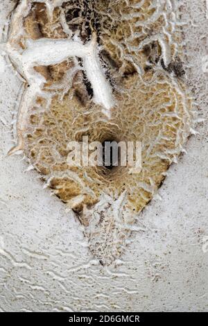 Heart shaped mark on surface of Giant Puffball (Calvatia gigantea), Cambridgeshire, England Stock Photo
