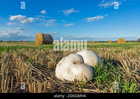 Giant Puffball (Calvatia gigantea) growing in stubble field, Cambridgeshire, England Stock Photo