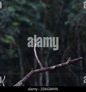 White throated kingfisher sitting on a tree branch Stock Photo