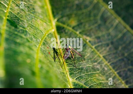 Mosquitoes can transmit diseases such as malaria, yellow fever, dengue fever or the Zika virus via a bite Stock Photo