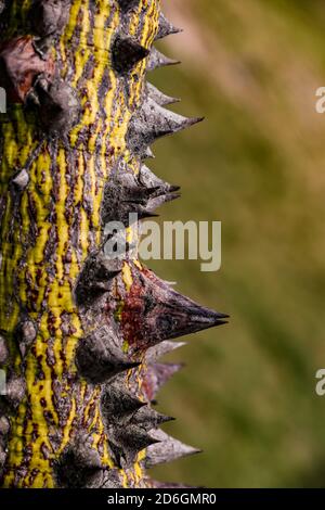 The lush green nature on the island state of Mauritius brings out strange and defensive growths Stock Photo