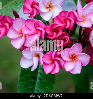 Pink plumeria or frangipani flowers commonly found in South East Asian countries and Hawaii Stock Photo