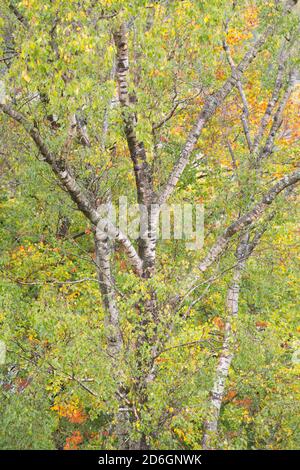 Silver Birch tree detail in early Autumn with leaves starting to turn golden in North East England on a rainy day Stock Photo