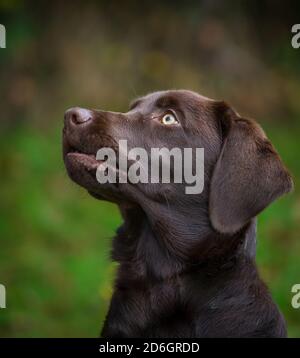 Chocolate Labrador Retriever puppy, head portrait Stock Photo