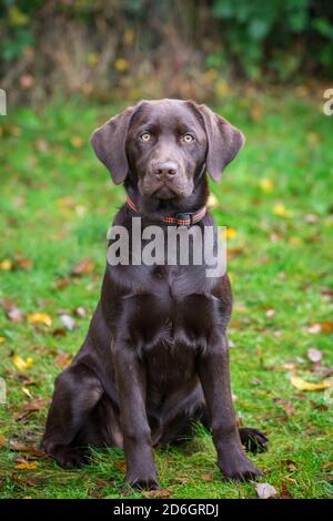 Chocolate Labrador Retriever puppy, sitting Stock Photo