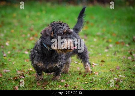 Wire-haired Dachshund dog, standing