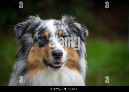 Merle Australian Shepherd Dog, head portrait Stock Photo