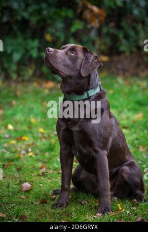 Chocolate Labrador Retriever, sitting Stock Photo
