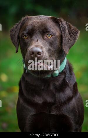Chocolate Labrador Retriever, head portrait Stock Photo