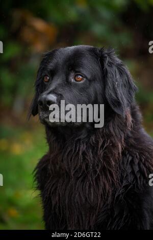 Black Hovawart dog, head portrait Stock Photo