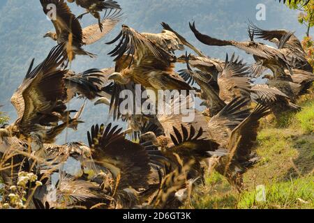 Himalayan Griffon Vultures,  Gyps himalayensis Taking flight from Jackal South of Annapurna mountains, Nepal Stock Photo