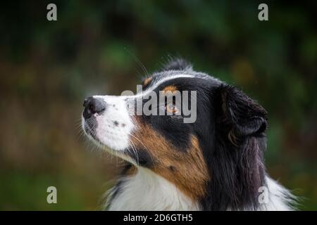 Tricolor Australian Shepherd Dog, head portrait Stock Photo