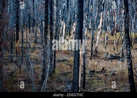 Charred pine trees after a forest fire.  Over time, even devastating wildfire adds intrigue and beauty to the forest. Stock Photo