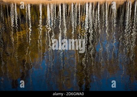 Reflections of Quaking Aspen Trees in a quiet pond.  quiet ripples create an abstract impression of the aspen forest. Stock Photo