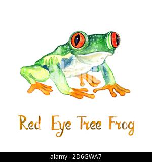 Red eye tree frog (Agalychnis callidryas) isolated on white hand painted watercolor illustration with handwritten inscription Stock Photo