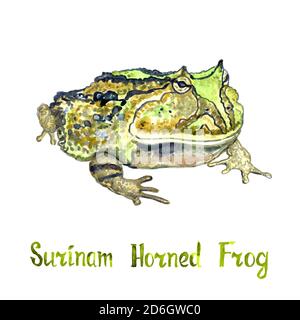 Surinam horned frog (Ceratophrys cornuta), isolated on white hand painted watercolor illustration with handwritten inscription Stock Photo