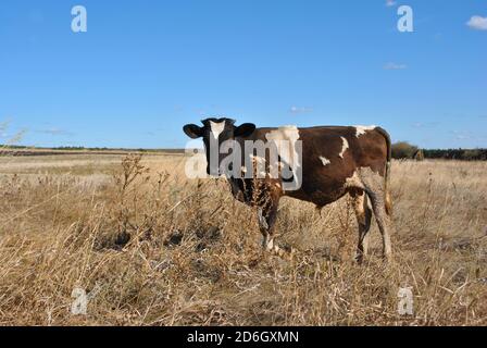 Brown and white milk cow tied with a chain standing and looking straight on background of landscape with blue sky Stock Photo