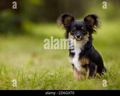 Portrait of a black juvenile long-haired Chihuahua dog sitting on green grass in the garden. Stock Photo