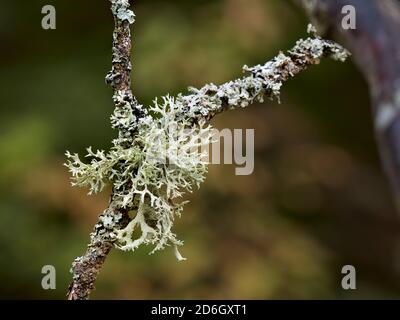 Close up of oakmoss (a species of lichen, Evernia prunastri) growing on a dead tree branch. Stock Photo