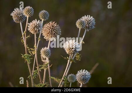 Sunlit flower heads of a glandular globe-thistle (Echinops sphaerocephalus), also known as great globe-thistle or pale globe-thistle. Stock Photo