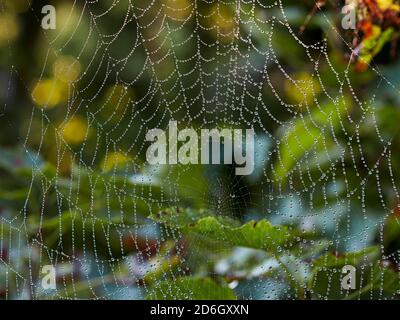 Close up of a large hanging spider web covered in morning dew.