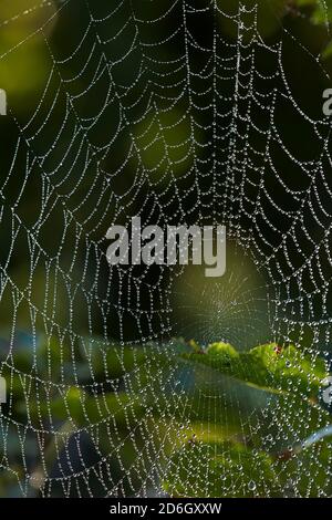 Close up of a large hanging spider web covered in morning dew.