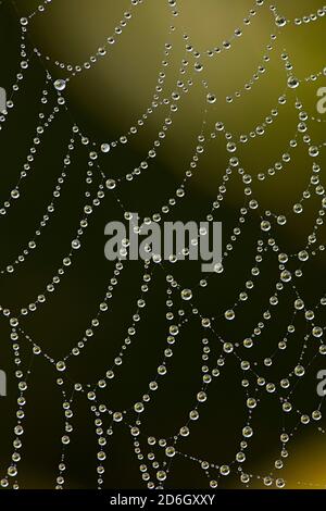 Fragment of a large spider web covered in morning dew. Stock Photo