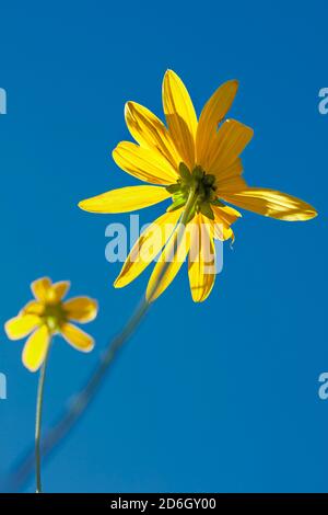 Cutleaf coneflower (Rudbeckia laciniata) yellow flower from below upon bright blue sky. Stock Photo