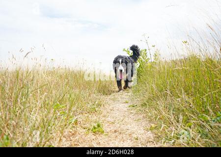 Bernese Mountain Dog running towards the camera in tall grass. Stock Photo