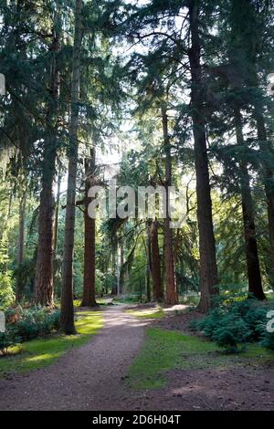 Tall trees Trail in New Forest, England Stock Photo