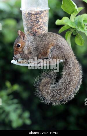 Grey Squirrel Sciurus carolinensis On Seed Feeder Stock Photo