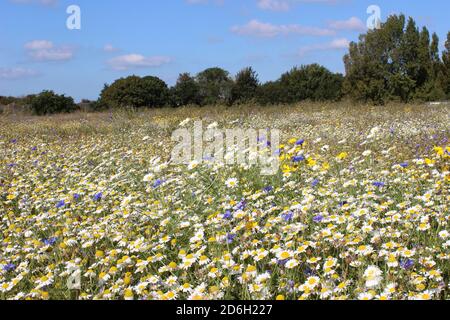 Wildflower Meadow in Rimrose Valley Country Park, Merseyside, UK Stock Photo
