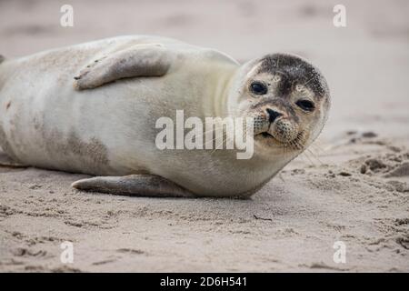 seals baby at the danish coast Stock Photo