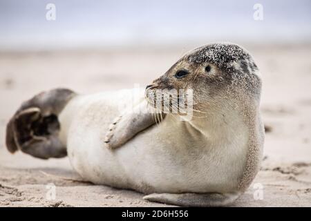 seals baby at the danish coast Stock Photo