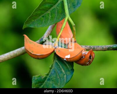 Orange color seeds of Tabernaemontana alternifolia tree in the Apocynaceae family, selective focus Stock Photo
