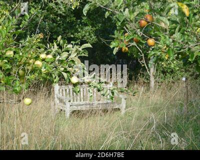 A Seat in an Old Orchard Stock Photo