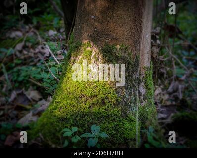Sun shining onto moss on the side of a tree in woodland. Stock Photo