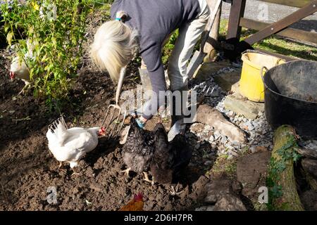 Woman bending over gardening digging weeding in garden preparing new area for planting with free range hens chickens in autumn Wales UK   KATHY DEWITT Stock Photo
